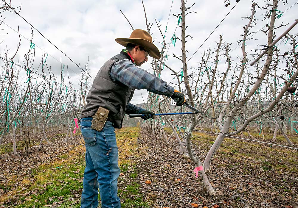 Noè Tello poda los brotes de un árbol de variedad Buckeye Gala, también con tres ramas principales, en Cornerstone Ranches. (TJ Mullinax/Good Fruit Grower)