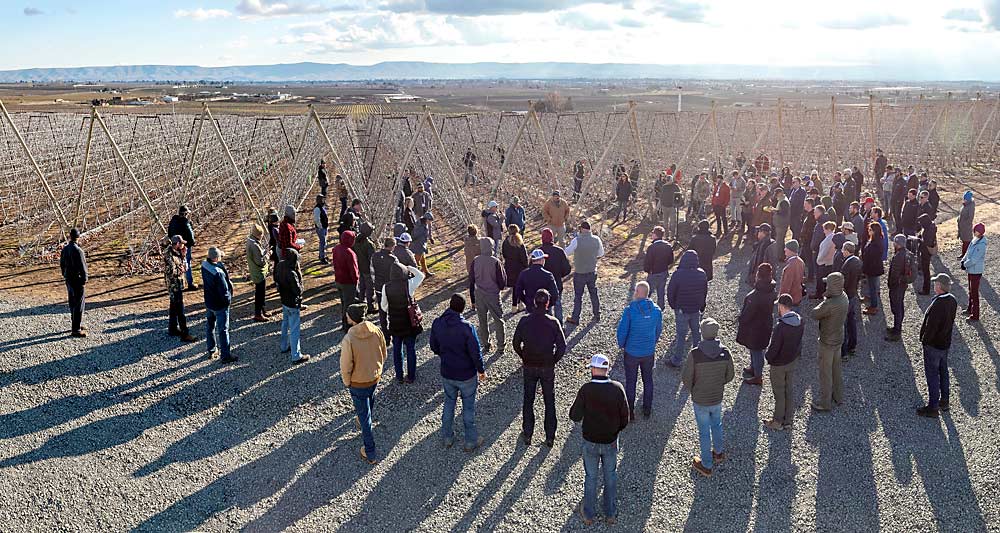 En la empresa agrícola Grandview Ranch de Washington Fruit, los asistentes al tour se juntan frente a un bloque de Gala con espaldera de forma en V para recibir información sobre como podar a una proporción de 1 a 1 entre los brotes y la fruta. (TJ Mullinax/Good Fruit Grower)