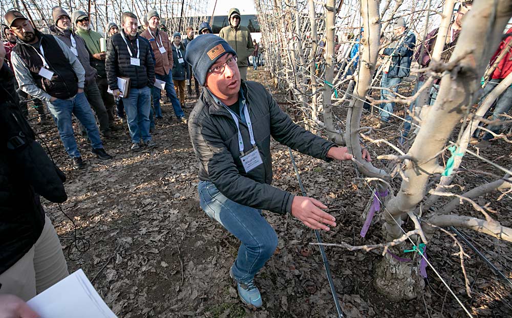 Alejandro Baeza Corral de Agropecuaria la Norteñita en México hace una pregunta sobre el manejo de la carga del cultivo en un bloque de manzanos variedad Envy multilíder de Allan Bros. en Grandview. (TJ Mullinax/Good Fruit Grower)