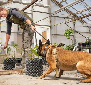 En mayo del 2024, guiada por su dueña, Jessica Kohntopp, la perra pastor belga malinois Aika “señala” sobre un árbol en maceta inoculado con patógenos de la enfermedad de la cereza pequeña durante las pruebas de detección realizadas en el Centro de Investigación y Extensión de Agricultura Regada (Irrigated Agriculture Research and Extension Center) de la Universidad Estatal de Washington (WSU), cerca de Prosser, Washington. A la derecha, la investigadora Corina Serban supervisa los progresos. El proyecto señala el tercer intento de montar un programa de detección de patógenos utilizando canes de patógenos para el sector de la cereza del Noroeste. Los perros de Kohntopp están adiestrados para mantenerse firmes en una detección positiva incluso cuando ella los anima a seguir adelante. La recompensa de Aika por encontrar una planta infectada es jugar. (Ross Courtney/Good Fruit Grower)