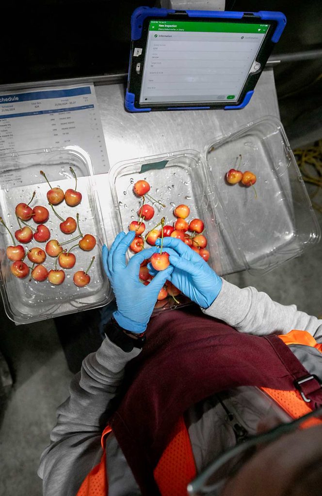 Muñoz analiza una muestra de un contenedor de desechos en busca de defectos y para determinar cuántas cerezas buenas terminaron allí durante el empaque de cerezas de la variedad Skylar Rae. A continuación, introduce los datos en la plataforma FreshCloud desde su tableta. Los jefes de línea pueden utilizar estos datos para determinar si las clasificadoras ópticas deben ajustarse para este lote. (TJ Mullinax/Good Fruit Grower)