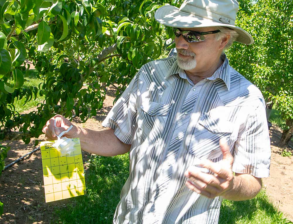 Jeff Heater, consultor de cultivos de G.S. Long Co., inspecciona una trampa para insectos beneficiosos en una huerta de peras cerca de Hood River, Oregón. Los asesores agrícolas han comenzado a usar estas sencillas trampas para colaborar con los entomólogos de la Universidad Estatal de Oregón en la medición de las poblaciones de depredadores y mejorar la toma de decisiones sobre la pulverización para controlar la psila. (Ross Courtney/Good Fruit Grower)