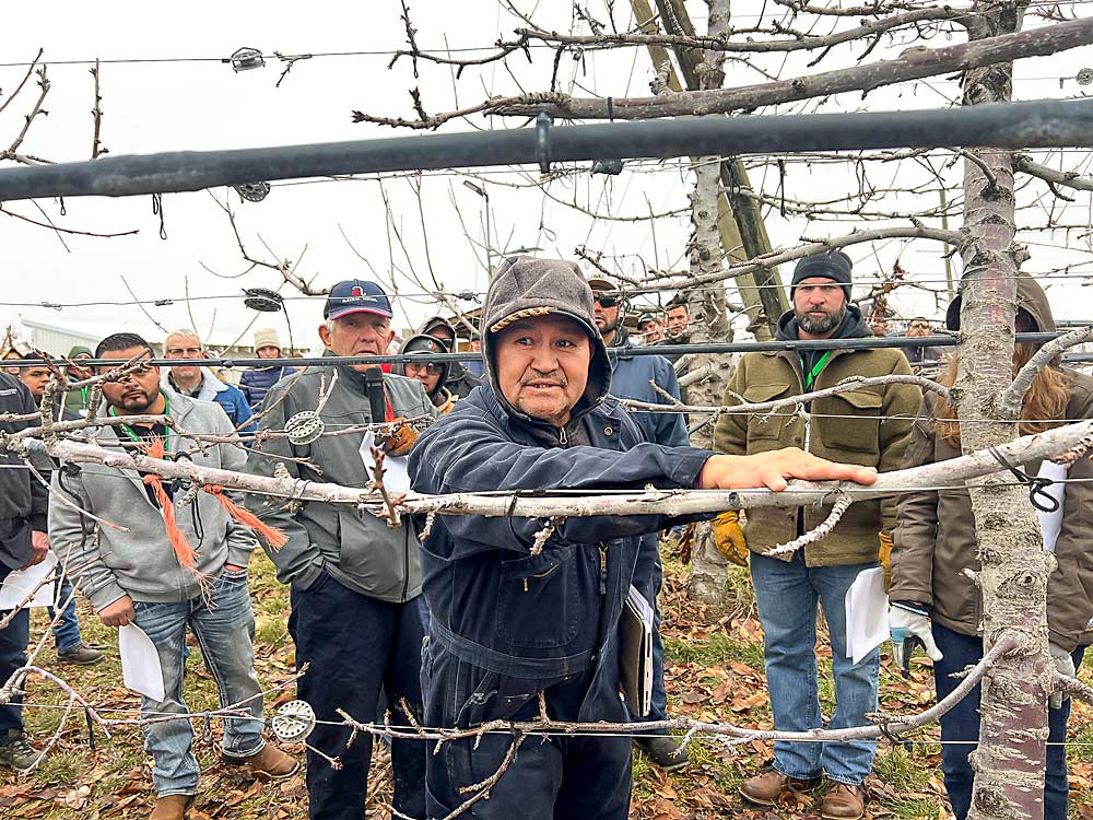 Pedro Angeles, de Allan Bros. Fruit, señala una rama utilizada para la renovación lateral en un bloque de cerezos de la variedad Sweetheart, durante una visita a la huerta durante la reunión anual de la Asociación de Árboles Frutales del Estado de Washington (Washington State Tree Fruit Association), celebrada en diciembre en Yakima. Para garantizar una producción constante de cerezas grandes y de alta calidad, Allan Bros. promueve una renovación agresiva de las ramas. (Ross Courtney/Good Fruit Grower)