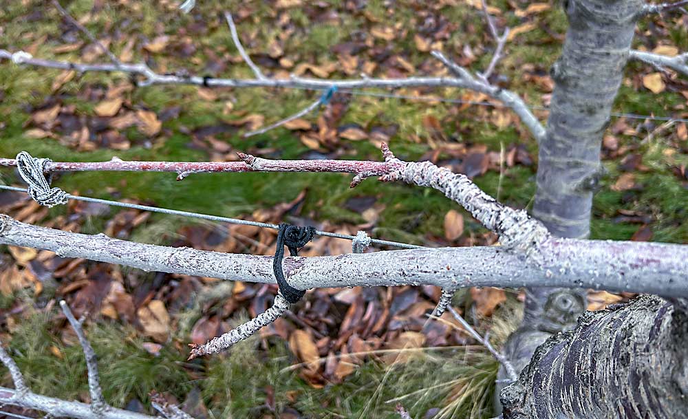 En esta rama de la variedad Sweetheart, los equipos han seleccionado la ramita de renovación superior para reemplazar, eventualmente, a la lateral más grande. (Ross Courtney/Good Fruit Grower)