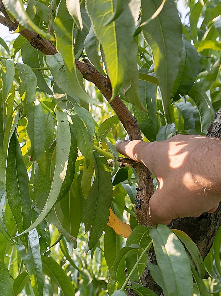 Carlton muestra dónde cortará una rama vieja para permitir que entre más luz solar que facilite el crecimiento de la rama verde más pequeña y que la indica bajo su dedo. “Siempre queremos renovar desde arriba hasta abajo”, explicó. (TJ Mullinax/Good Fruit Grower)