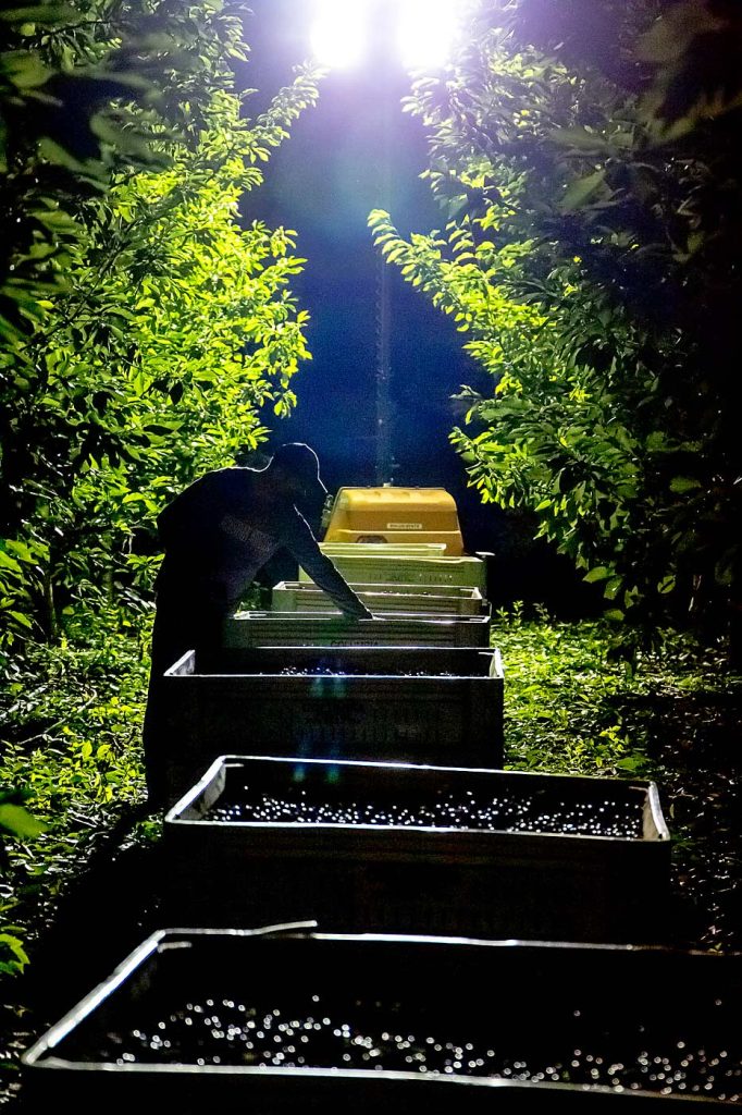 En junio de 2021, durante una ola de calor que llegó a conocerse como la “cúpula de calor” (heat dome), un supervisor inspecciona la calidad de cerezas de Skeena bajo la luz de reflectores alquilados. Aunque en aquel entonces algunas huertas tuvieron problemas para encontrar suficientes torres de iluminación que se pudieran alquilar, ahora los gerentes a veces las reservan con antelación para obtener un descuento, tanto las necesiten finalmente o no. (Ross Courtney/Good Fruit Grower)