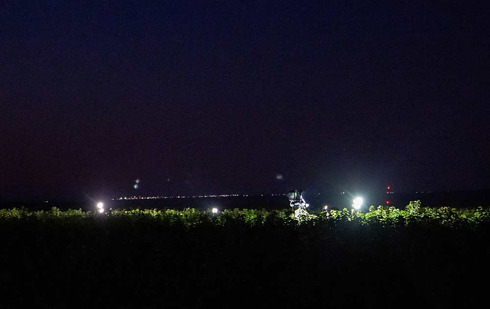 En 2021, torres de luz artificial iluminaban una cosecha de cerezas en curso, cerca de Mattawa, Washington. (Ross Courtney/Good Fruit Grower)