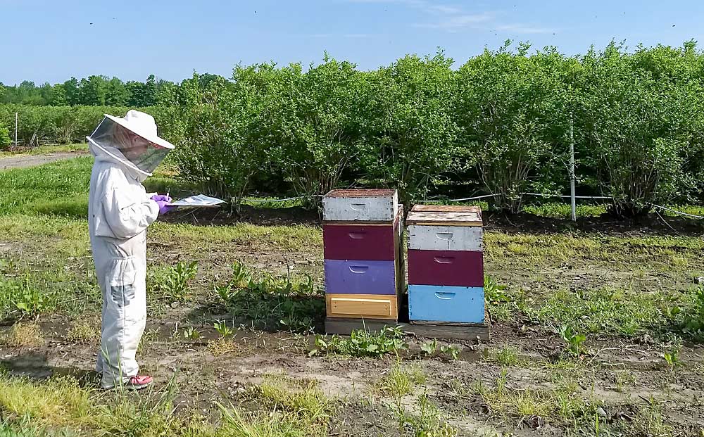 Un técnico de investigación de la Universidad Estatal de Michigan recolecta datos de colmenas cercanas de un campo de arándanos en Michigan. Meghan Milbrath, una entomóloga de la MSU aconseja a los productores que contraten a apicultores para la polinización, en lugar de administrar ellos mismos las colmenas. (Cortesía de Meghan Milbrath/Universidad Estatal de Michigan)
