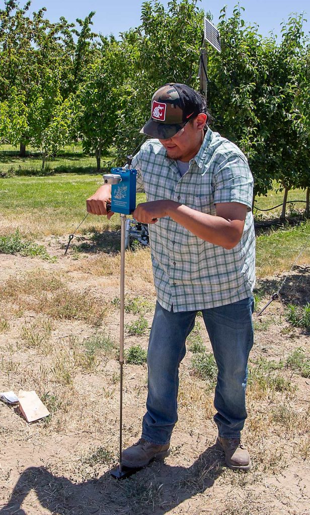 En junio de 2024 Munguía demuestra el uso de una cámara de presión con bomba manual en un huerto de investigación de la WSU. (Ross Courtney/Good Fruit Grower