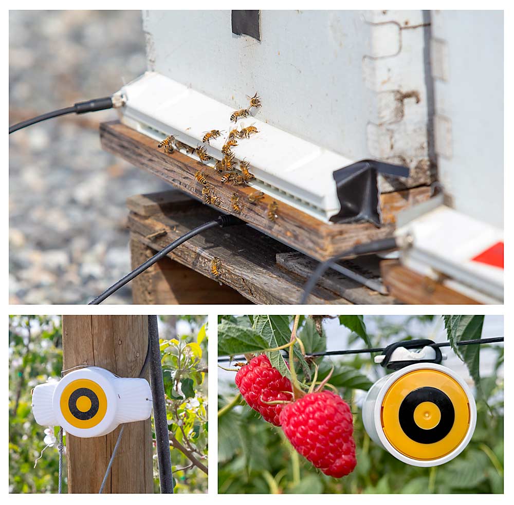 BeeHero monitoriza la actividad de las abejas