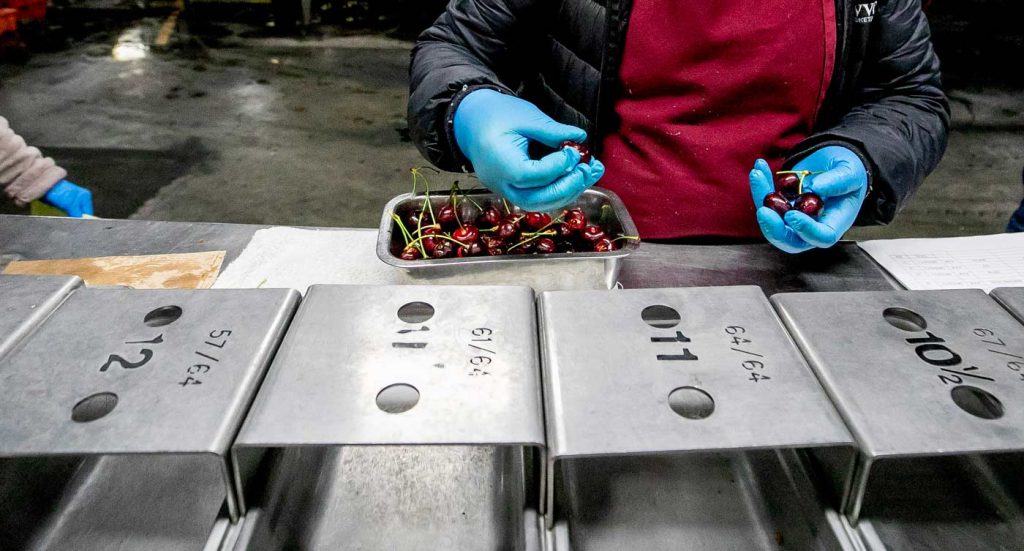 los trabajadores miden una muestra de un lote de cerezas recién llegado