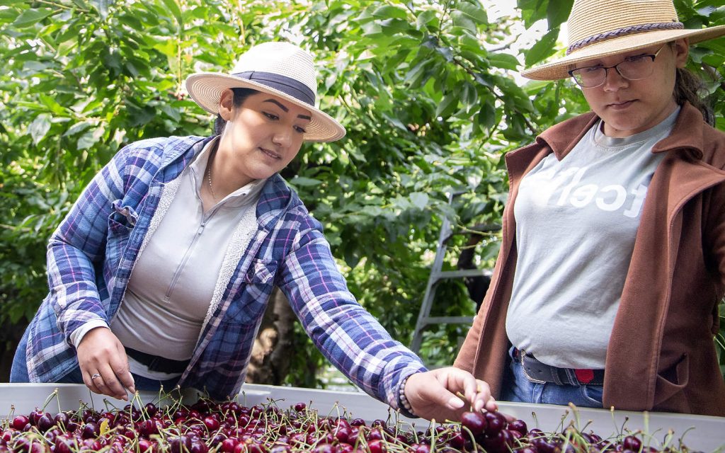 Sylvia Medina, a la izquierda, revisa un recipiente de cerezas en busca de fruta imperfecta junto con su hija, Julissa.