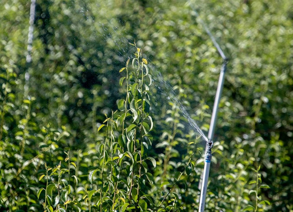 En junio de 2023, los aspersores aéreos eliminaron la melaza producía por la psila del peral en una huerta ubicada en Leavenworth, Washington. Según una investigación sobre las mejores prácticas, el productor está realizando esta tarea de la mejor manera posible, utilizando aspersores por encima de la copa de los árboles y comenzando temprano en la temporada. (TJ Mullinax/Good Fruit Grower)