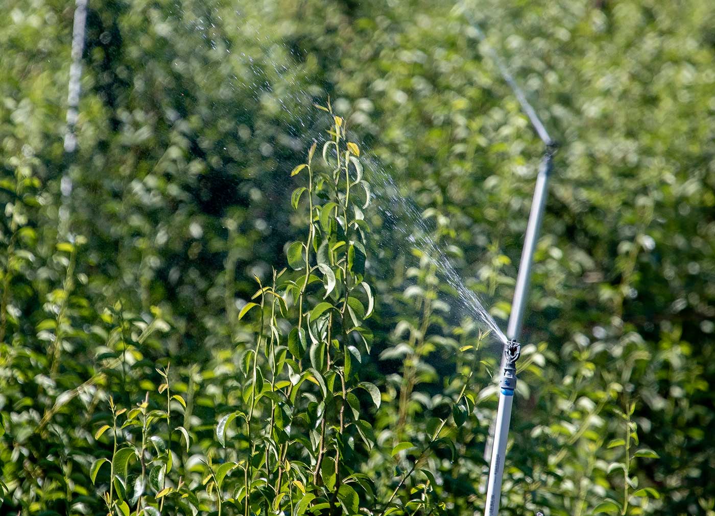 En junio de 2023, los aspersores aéreos eliminaron la melaza producía por la psila del peral en una huerta ubicada en Leavenworth, Washington. Según una investigación sobre las mejores prácticas, el productor está realizando esta tarea de la mejor manera posible, utilizando aspersores por encima de la copa de los árboles y comenzando temprano en la temporada. (TJ Mullinax/Good Fruit Grower)