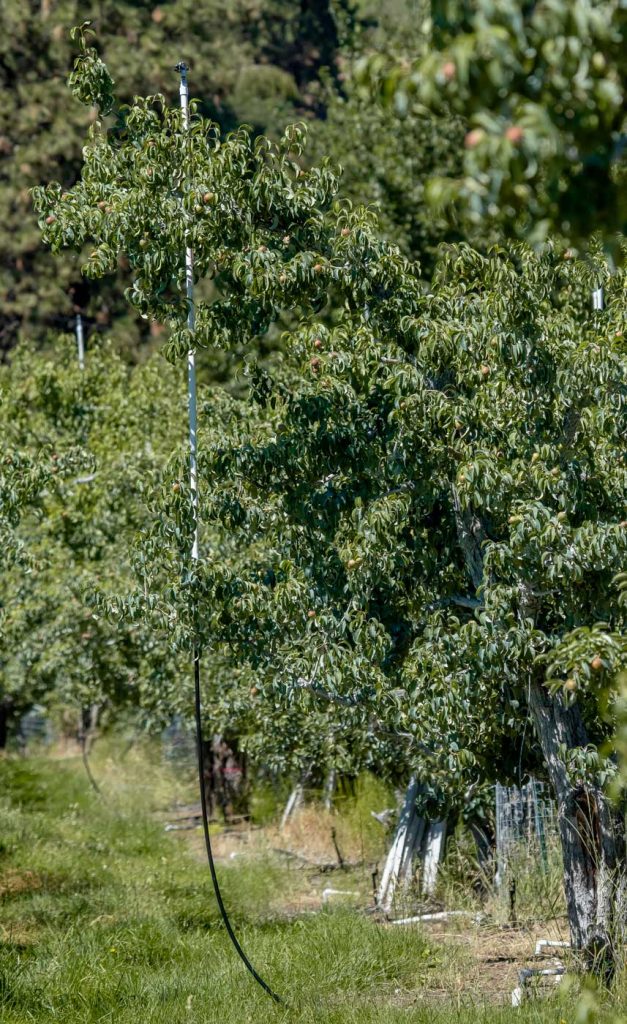 Al igual que muchos productores, Sam Parker, de Dryden, Washington, limpia sus perales cuando es necesario, desviando el sistema de riego para utilizar aspersores temporales. (TJ Mullinax/Good Fruit Grower)
