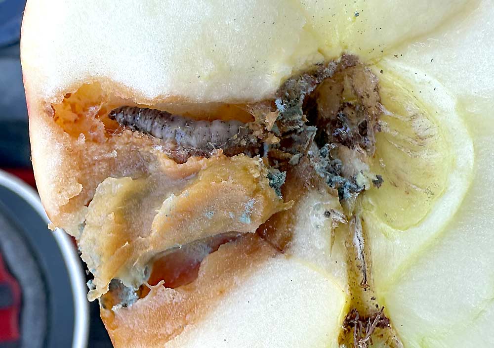 El granulovirus de la palomilla de la manzana no mata las larvas por contacto. Por eso, los productores que desean evaluar su eficacia deben abrir las manzanas dañadas para comprobar si la larva en su interior está muerta, como se observa en esta foto.
