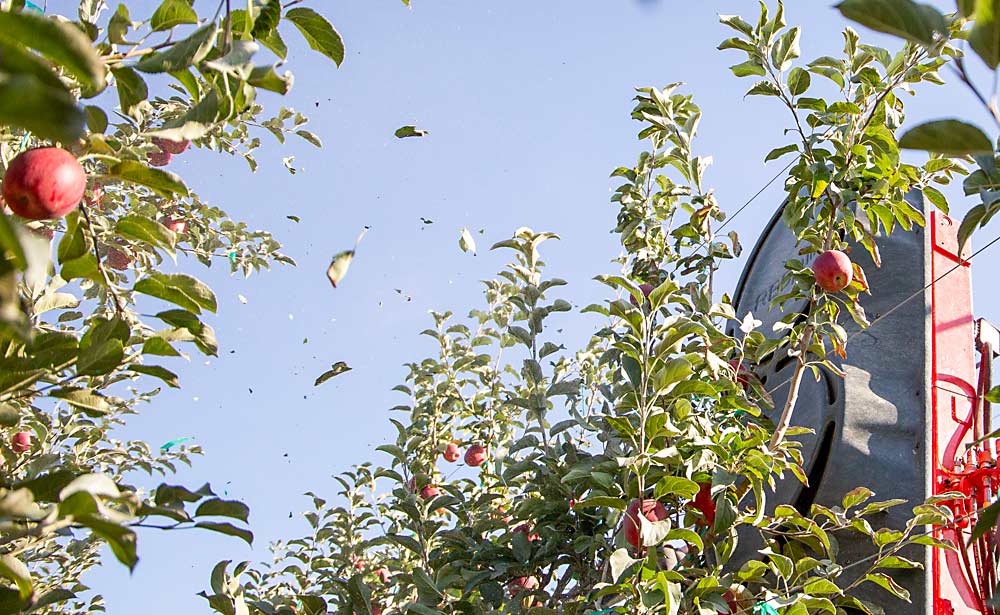 En septiembre de 2024, las hojas vuelan mientras una maquina Fruit Tec REDpulse defolia un bloque de manzanos de variedad WA 38 en Cornerstone Ranches, cerca de Wapato, Washington. (Ross Courtney/Good Fruit Grower)