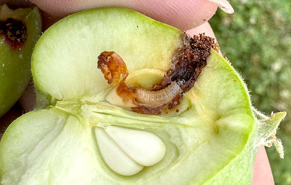 Esta manzana alberga una larva viva, reconocible por su color marrón claro y su aspecto regordete. Encontrar larvas como esta en huertas ya tratados con el virus indica una falta de eficacia.