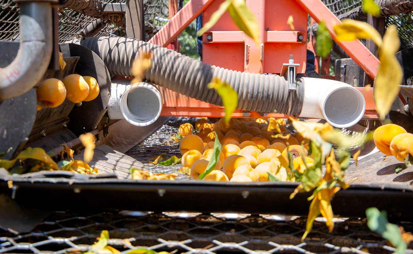 La familia Deniz, productores de duraznos cling en Oakdale, California, construyó su propia cosechadora mecánica para sacudir y recoger, equipada con sopladores de hojas. La imagen muestra la maquina en acción durante la cosecha de 2024 en julio. (Ross Courtney/Good Fruit Grower)