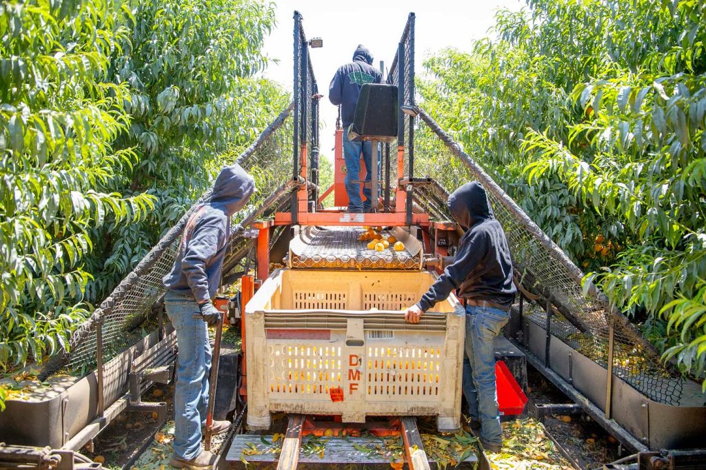 Vista trasera de la cosechadora, equipada con un sistema de recolección y transferencia de contenedores. (Ross Courtney/Good Fruit Grower)