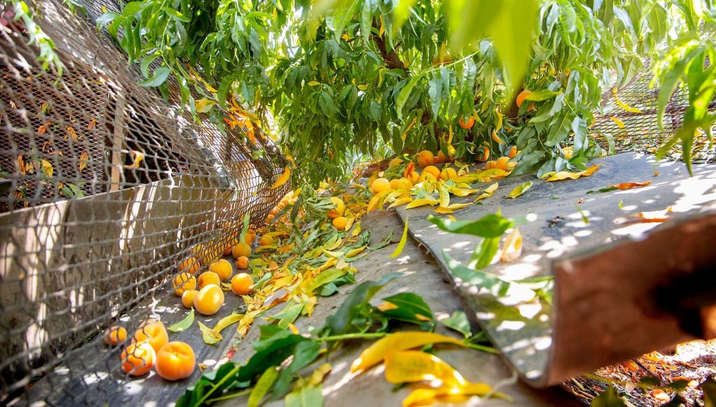 Al igual que las cosechadoras de cerezas ácidas, la máquina de la familia Deniz cuenta con dos partes operadas de forma independiente, que se conectan bajo las ramas del árbol para recoger los duraznos cling a medida que caen sobre las superficies acolchadas, antes de que las cintas transportadoras los lleven al contenedor. (Ross Courtney/Good Fruit Grower)