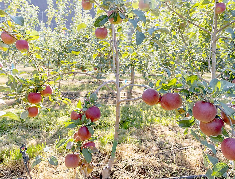 “Este es el entorno natural de la variedad”, dijo Musacchi, refiriéndose a la tendencia de las ramas de la variedad WA 38 a producir fruta alejada de su tronco, lo cual es claramente visible en este árbol de segunda hoja injertado sobre el portainjerto M.9.