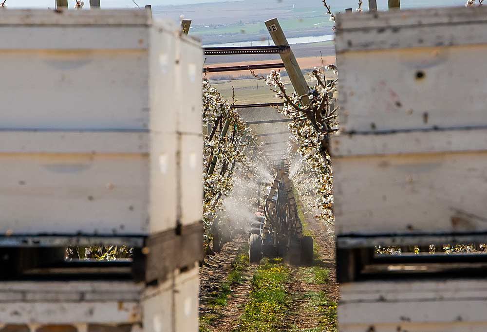 Bueno conduce un pulverizador electrostático OnTarget entre hileras de cerezos de la variedad Tieton. (Ross Courtney/Good Fruit Grower)