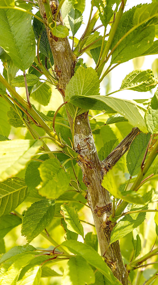 A mediados de mayo, aplicar una pequeña cantidad de Promalin por cada pie (30 cm) de la rama principal vertical es suficiente para estimular el crecimiento de las ramas en toda esa zona del árbol, especialmente cuando se combina con cortes de injerto. Esta respuesta ha sido observada en los árboles jóvenes de la huerta de Goldy. (Kate Prengaman/Good Fruit Grower)