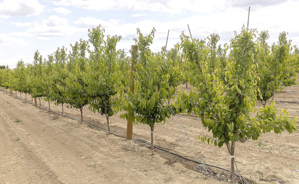Estas cerezas del segundo año —una variedad patentada, injertada sobre portainjertos Mazzard— han respondido bien a los tratamientos de ramificación. Según Dale Goldy, es necesario desarrollar opciones de renovación para acelerar la producción de estas cerezas de alta densidad y asegurar su continuidad productiva. (Kate Prengaman/Good Fruit Grower)