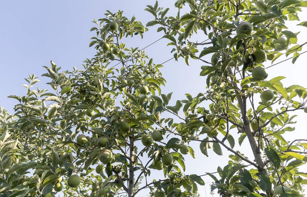 Don Thompson, un productor de Ontario, explicó a la IFTA que los manzanos injertados sobre portainjertos Budagovsky 9, cultivados en espacios reducidos, como los árboles de la variedad Honeycrisp en la foto, alcanzan rápidamente el alambre superior en su huerta. (Matt Milkovich/Good Fruit Grower)