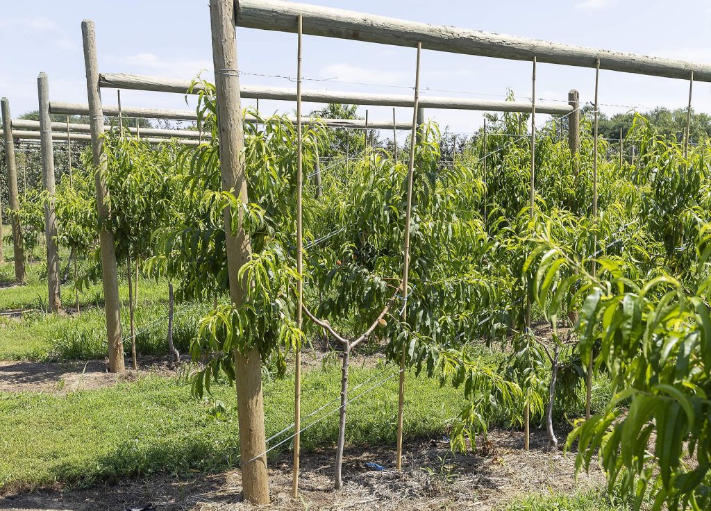 Duraznos cultivados en espaldera en línea en forma de V en The Fruit Wagon, justo al norte del lago Erie. Los productores Doug Balsillie y Leslie Huffman prefieren un sistema de anclaje en forma de H en lugar de postes inclinados, ya que resulta menos problemático para la maquinaria agrícola. (Matt Milkovich/Good Fruit Grower)