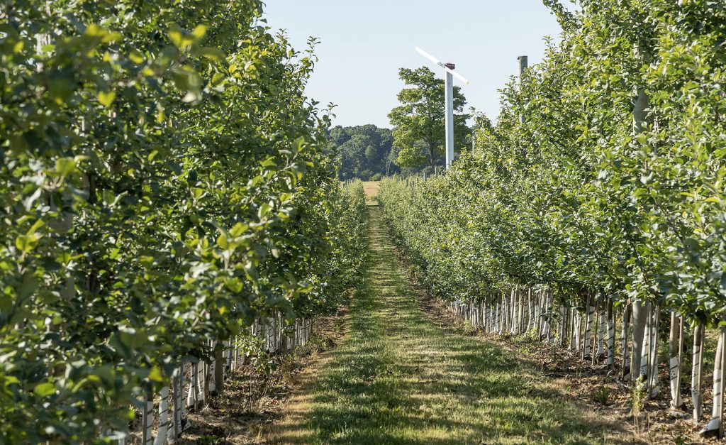 En Versteegh Orchards, cerca de Londres, se observa un bloque de manzanos de alta densidad, con un ventilador anticongelante al fondo. Últimamente, ante un clima primaveral cada vez más impredecible, los productores de Ontario han optado por adquirir ventiladores anticongelantes.(Matt Milkovich/Good Fruit Grower)