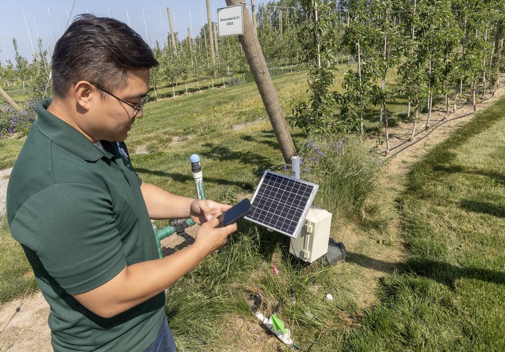 Younsuk Dong utiliza una aplicación en su teléfono móvil para activar el sistema de riego. Las nuevas tecnologías permiten a los productores controlar sus sistemas de riego desde cualquier lugar. (Matt Milkovich/Good Fruit Grower)