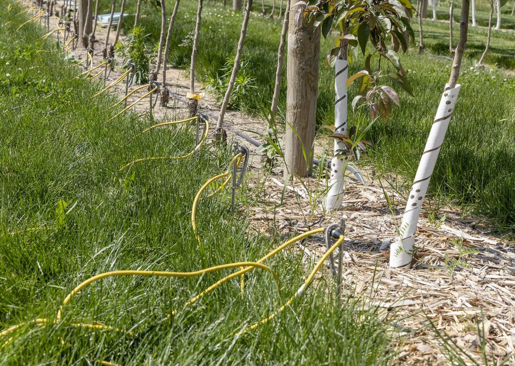 Barras y cables del sistema ERT en el bloque de investigación de manzanos de alta densidad. La ERT mide la facilidad con la que la corriente eléctrica fluye a través del suelo, lo que permite a los investigadores a comprender su composición, la biomasa radicular, la ubicación de las raíces y otras propiedades que influyen el uso del agua. (Matt Milkovich/Good Fruit Grower)