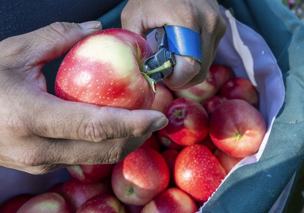 Un trabajador recorta el tallo de una manzana Minneiska durante la cosecha de septiembre de 2025. Los DeMarree prueban regularmente variedades de club (que requieren licencia para producirlas) y variedades abiertas (que no requieren licencia), en busca de manzanas rentables como es la Minneiska. (TJ Mullinax/Good Fruit Grower)