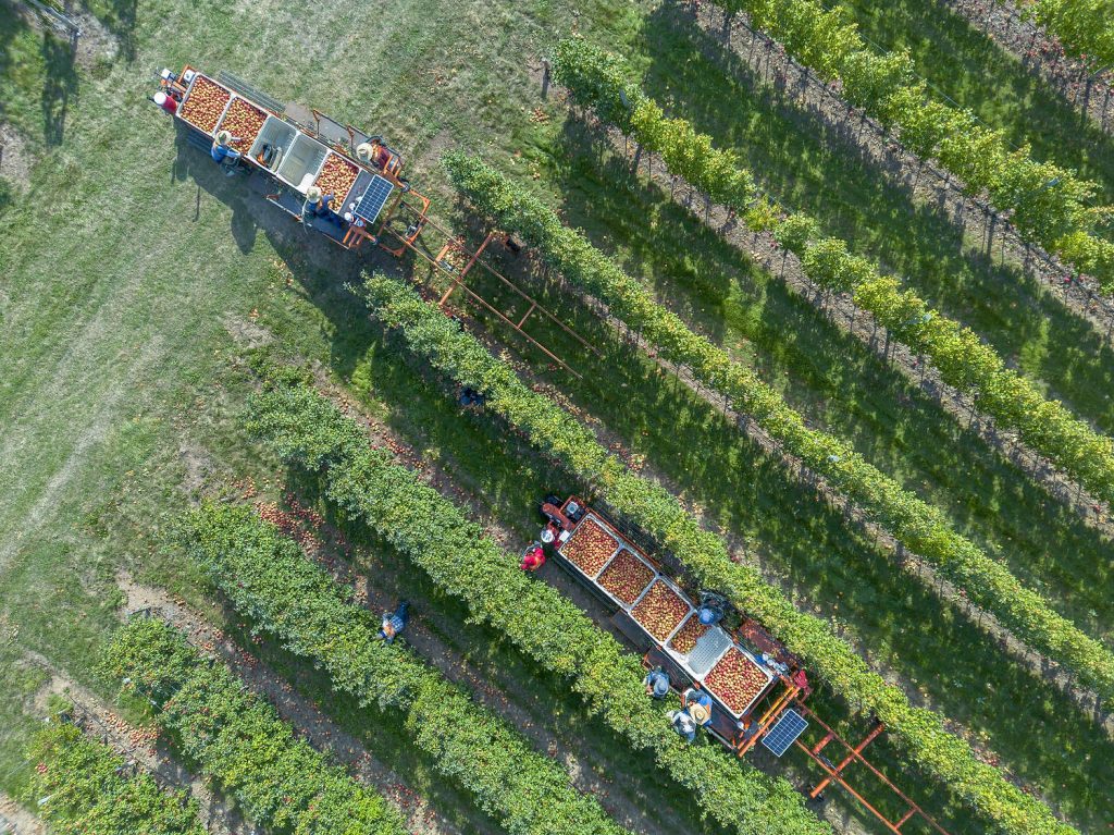Vista aérea, la cosecha de manzanas Honeycrisp avanzando sobre las plataformas Huron de DeMarree Fruit Farm en septiembre del año pasado. La familia utiliza cuatro máquinas Huron, que requieren una amplia franja de tierra al final de cada hielera para poder dar la vuelta, debido a su gran radio de giro. (TJ Mullinax/Good Fruit Grower)
