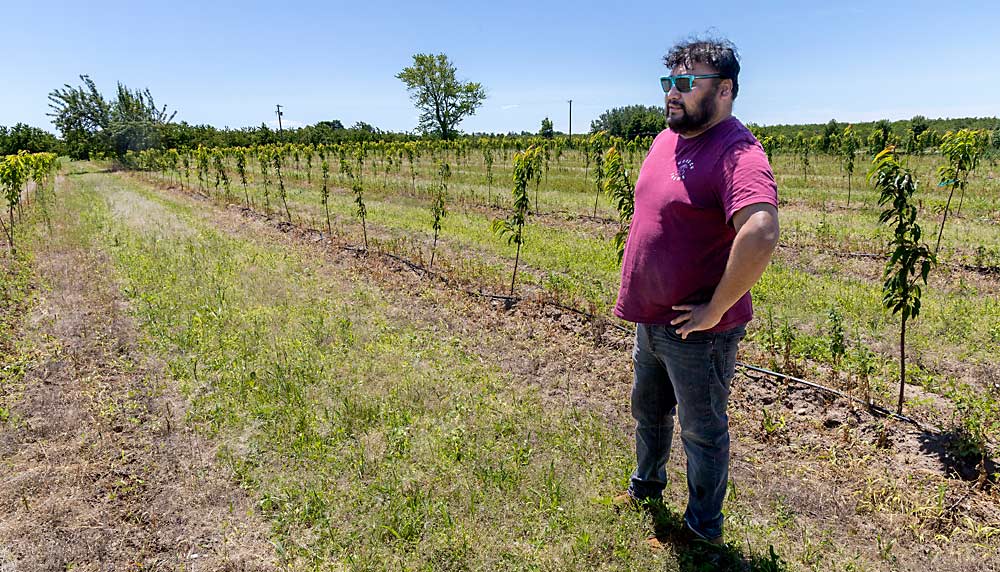 En junio de 2024, Raúl Gómez posa junto a un bloque de cerezos recién plantados, irrigados mediante tubos de goteo. El sistema de riego funciona con válvulas automáticas. (Matt Milkovich/Good Fruit Grower)