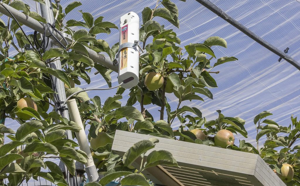 Un termómetro infrarrojo Dynamax, con tubo blanco y una franja de color que se muestra aquí, montado encima de un panel solar, monitoriza la temperatura de la superficie de la cubierta vegetal para controlar la nebulización aérea. (TJ Mullinax/Good Fruit Grower)