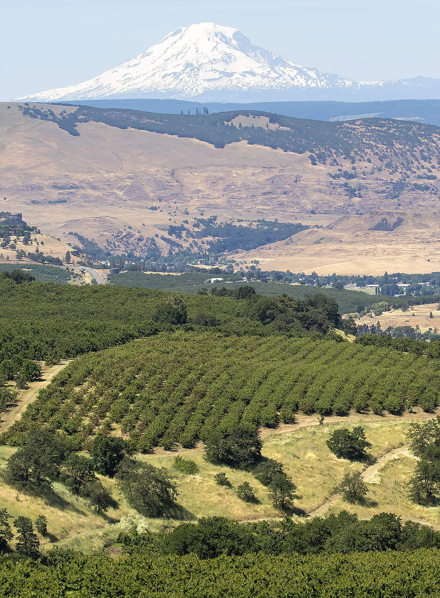 Los cerezos cubren las colinas cercanas a The Dalles, Oregón, con vistas a la montaña Adams de Washington, a lo lejos. Gran parte de los cerezos dulces de Oregón se concentran alrededor de The Dalles, mientras que, al norte, los cerezos se extienden por todo el centro de Washington, lo que refleja una de las muchas diferencias entre las industrias de los dos estados vecinos. (TJ Mullinax/Good Fruit Grower)