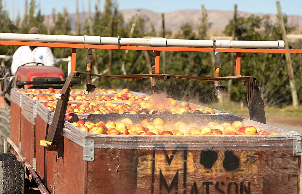 Los conductores de tractores llevan cada remolque de contenedores a través del drencher de campo, que se activa mediante un interruptor con mando a distancia. Matson diseñó el sistema de tres boquillas para que cada contenedor se rocíe durante unos 12 segundos mientras el remolque pasa por debajo del agua. Luego, el conductor hace una pausa de 30 segundos y retrocede, lo que mejora la cobertura de fungicida a la fruta. (Kate Prengaman/Good Fruit Grower)