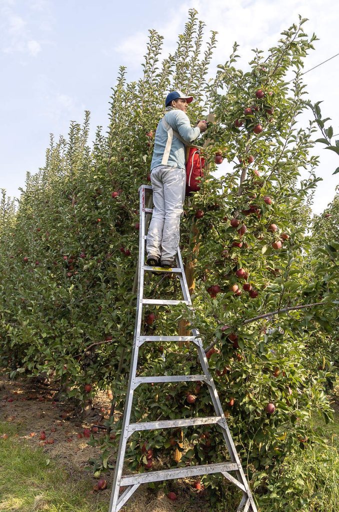 Omar Lara García corta manzanas SugarBee en una huerta que aprovecha el espacio vertical después de que el bloque fuera injertado de una plantación antigua que requería un espaciamiento más amplio. Esto significa que los trabajadores que utilizan escaleras con altura de 10 pies (3 metros) a veces dejan sin cortar la fruta que se queda fuera de su alcance, por razones de seguridad, según Jake Robison. “Les digo que es mi problema, no el suyo”, afirmó. Si vale la pena el esfuerzo, enviará a un pequeño equipo con escaleras más altas para alcanzar la fruta que queda en los árboles. (Kate Prengaman/Good Fruit Grower)