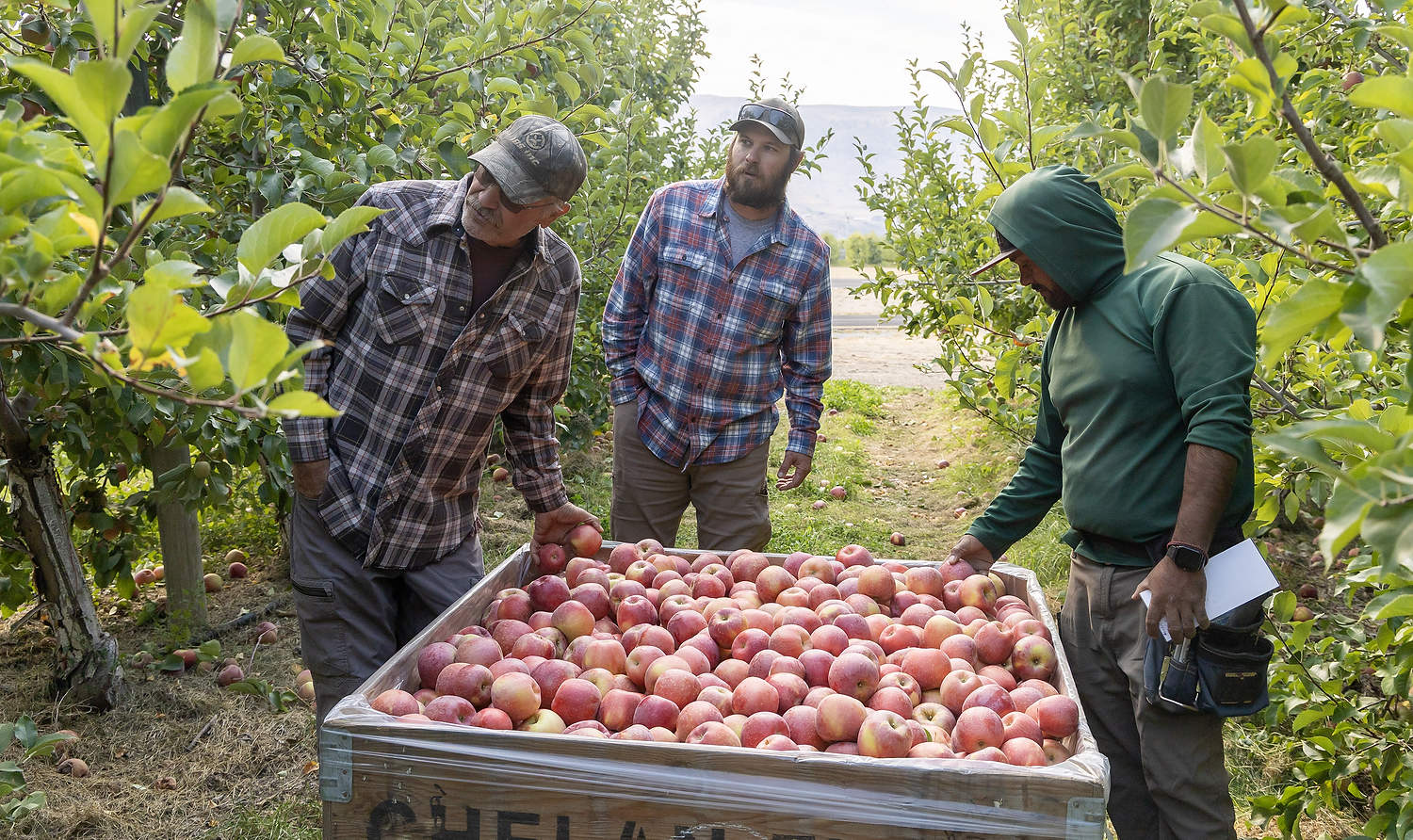 Durante la cosecha en octubre, en Chelan, Washington, los pequeños productores, Dave Robison, a la izquierda, y su hijo, Jake, en el centro, estuvieron presentes en el campo realizando ajustes inmediatos, como modificar la forma en que los trabajadores clasifican por color la manzana SugarBee, después de conversar con el inspector José Cortez, a la derecha.(Kate Prengaman/Good Fruit Grower)