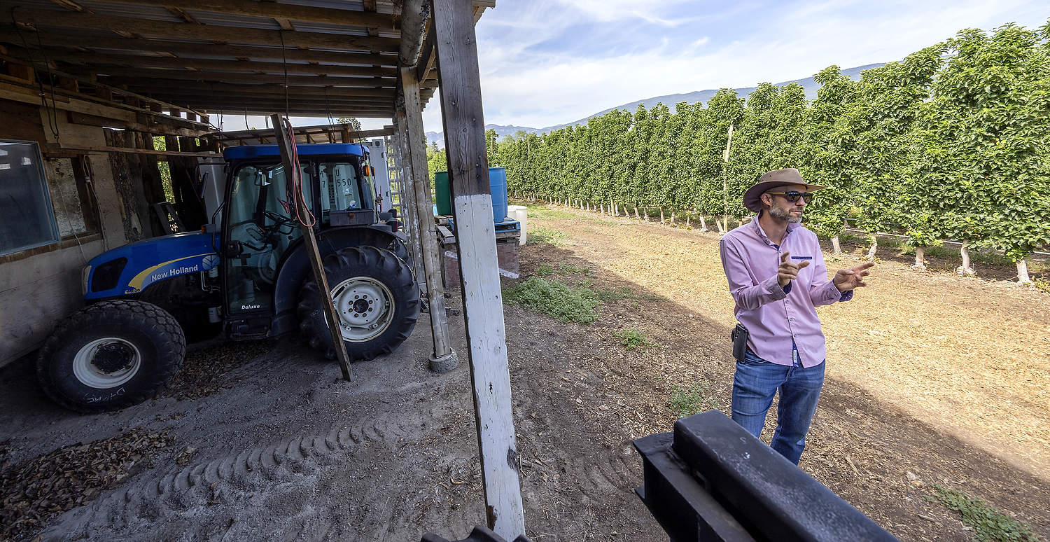 En julio, en su huerta de Summerland, Columbia Británica (Canadá) el productor Steve Brown habla de las ventajas que disfrutan los pequeños agricultores para superar con éxito una crisis gracias a sus propios esfuerzos, dada la incertidumbre que reina actualmente en el mercado de la manzana. “Tras años de constantes replantaciones e injertos”, Brown cree que su huerta se encuentra ahora en “una fase de mantenimiento”, afirmó. (TJ Mullinax/Good Fruit Grower)