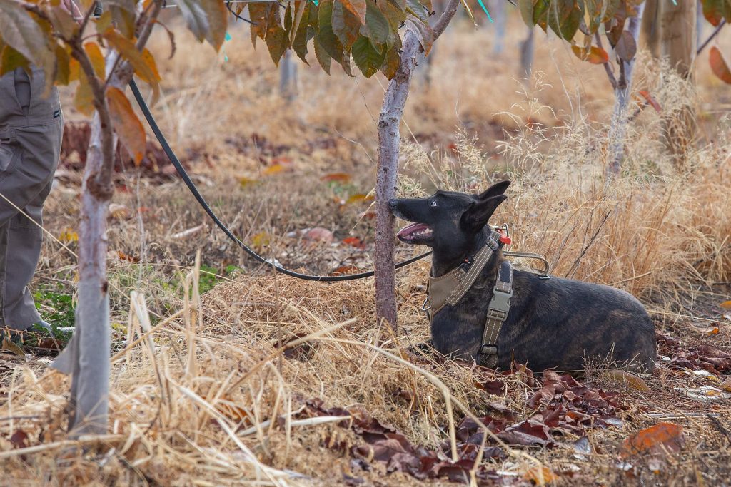 La perra Humma (Ross Courtney/Good Fruit Grower)