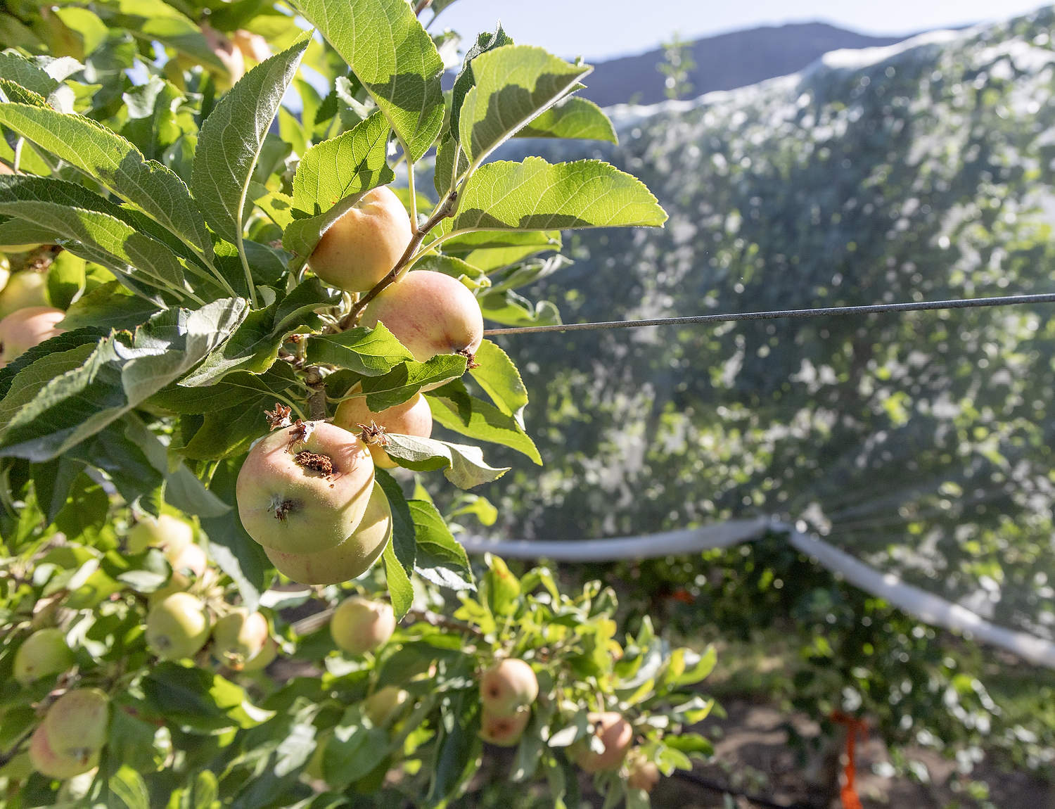 El pasado mes de julio, se observaron graves daños causados por la palomilla de la manzana (Cydia pomonella) en una parcela de investigación sin tratar, ubicada en la huerta experimental Sunrise de la Universidad Estatal de Washington. Un tratamiento con malla de cobertura parcial permitió controlar eficazmente al gusano y permitió que los enemigos naturales mantuvieran a raya a plagas secundarias, como los pulgones lanígeros del manzano. (Eriosoma lanigerum) (Kate Prengaman/Good Fruit Grower)