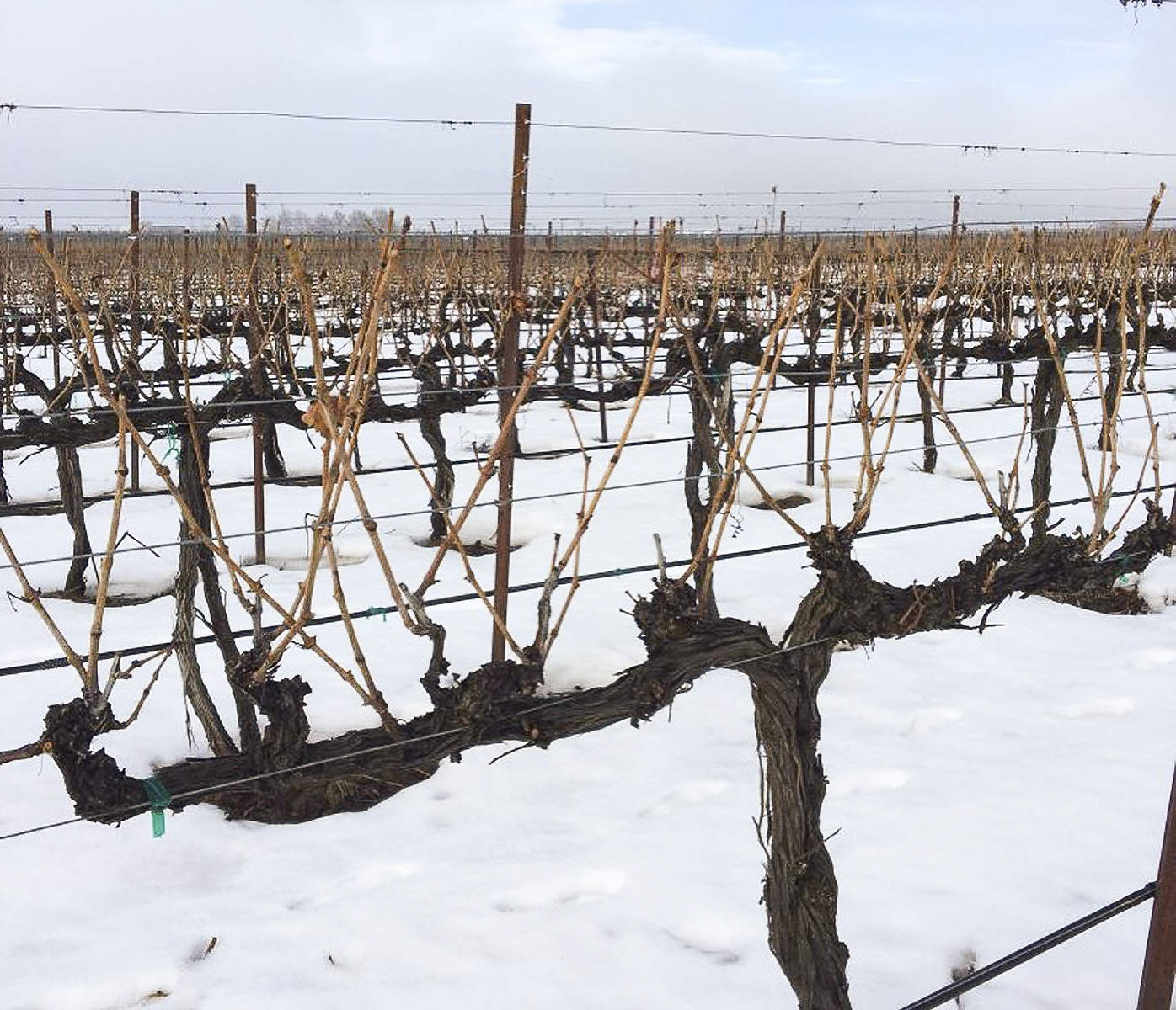 Reconsideran las normas para diversas regiones vitivinícolas