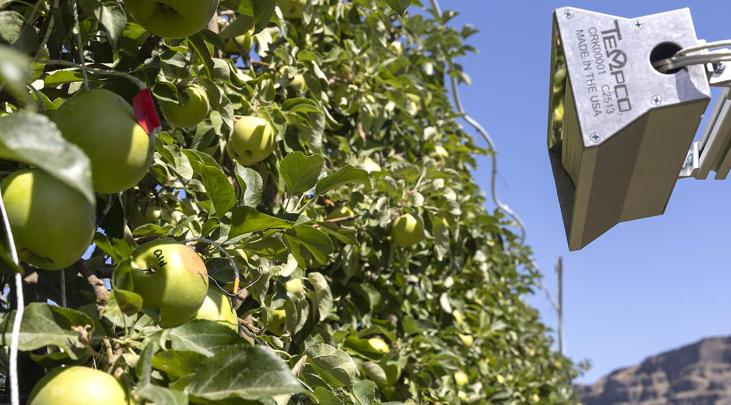 Para comprender la variabilidad en la aparición de quemaduras solares, durante el mes de julio los investigadores utilizaron lámparas de calor para exponer manzanas Honeycrisp a distintos niveles de calor en una parcela de investigación de la huerta experimental Sunrise de la Universidad Estatal de Washington, situada en Wenatchee. (Kate Prengaman/Good Fruit Grower)