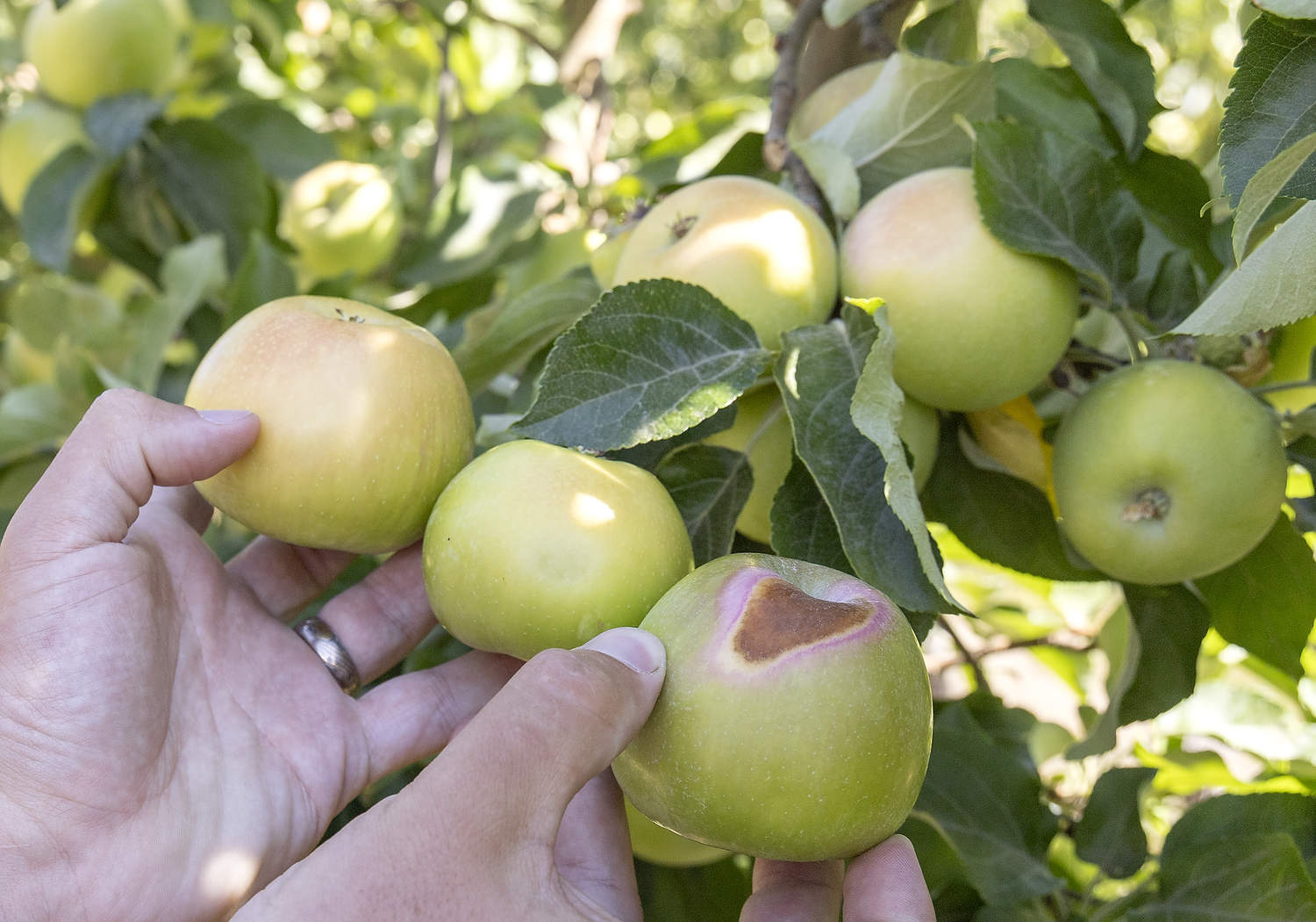 Schaefer Buchanan, técnico de la Universidad Estatal de Washington, recoge tres manzanas para ilustrar la variabilidad y la gravedad del desarrollo natural de quemaduras solares en un bloque de Honeycrisp sin protección. A la izquierda, se observa una con intensidad media; en el centro, otro con una quemadura ligera, que probablemente desarrollará buen color y se podrá empacar sin problema; y a la derecha, se observa una quemadura necrótica, que sin duda se quedará en el campo, según explicó Buchanan. (Kate Prengaman/Good Fruit Grower)