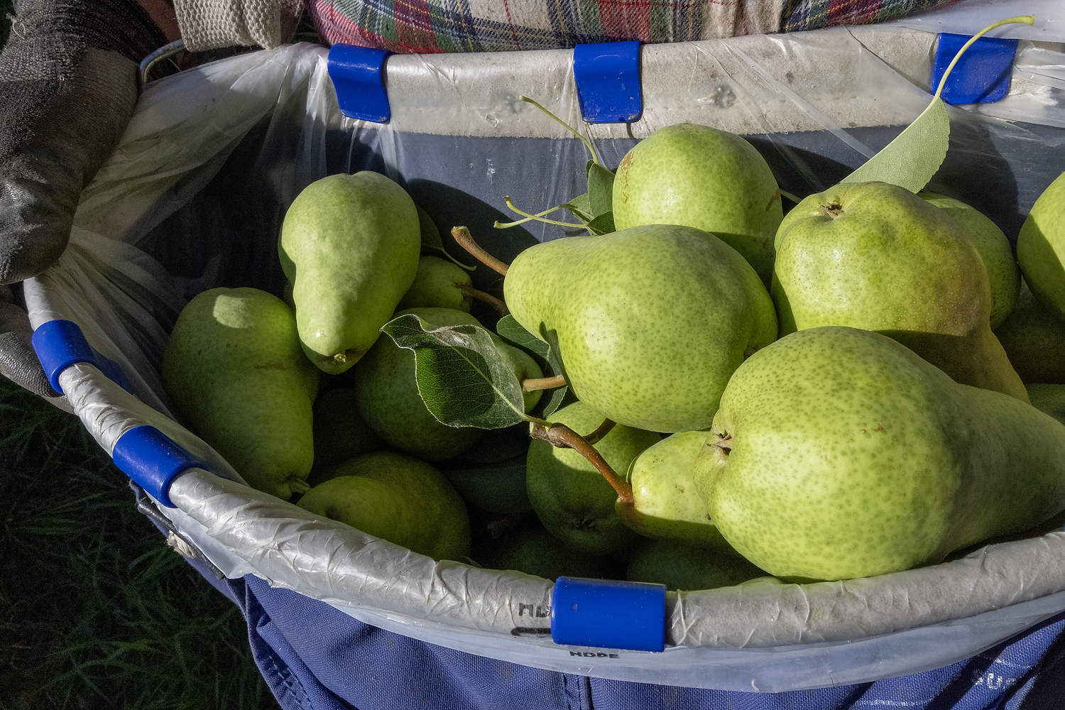 Cosecha de peras Bartlett en agosto en Selah, Washington. (TJ Mullinax/Good Fruit Grower)