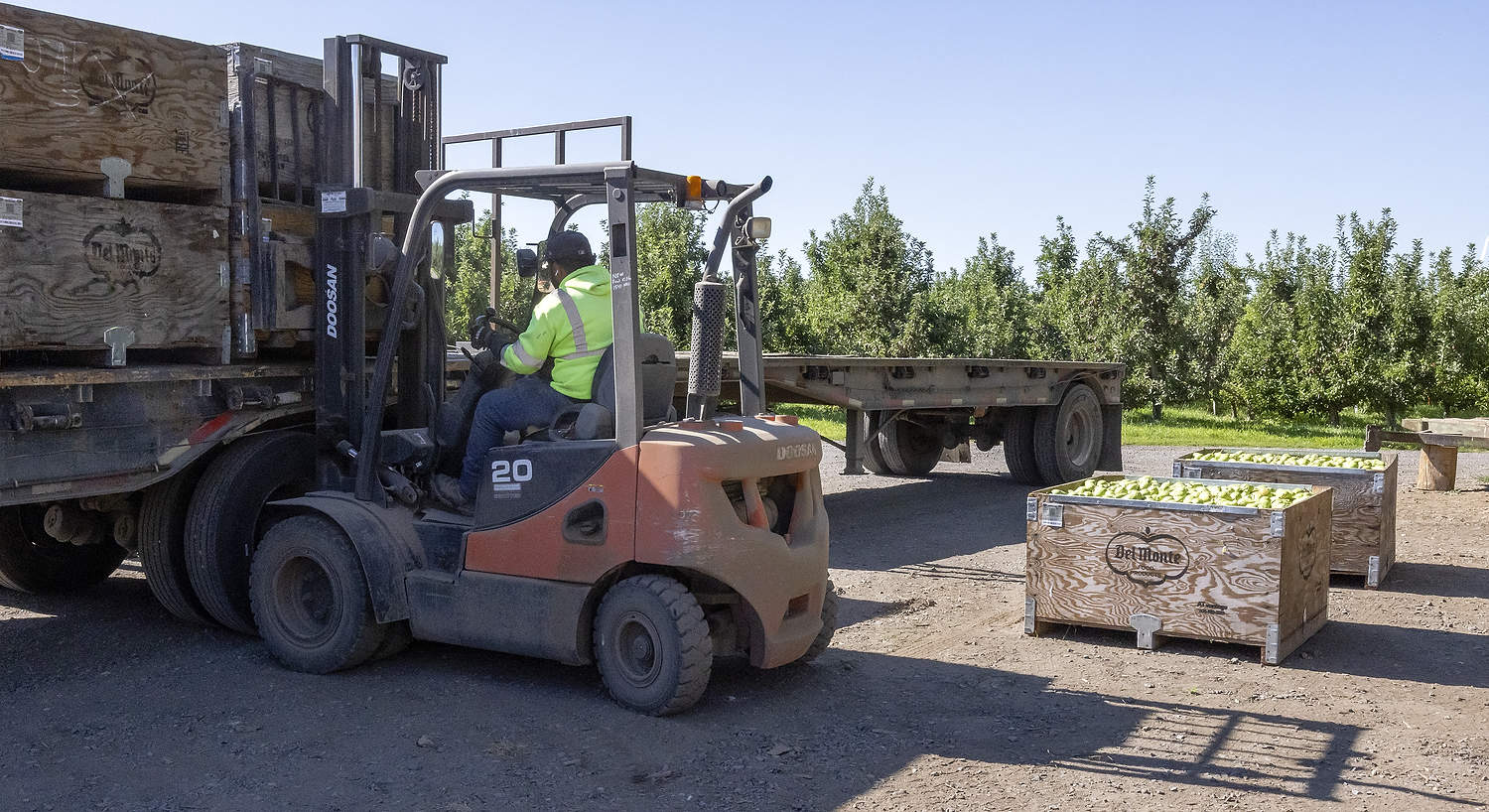 En agosto, varios equipos cosechan peras Bartlett en las huertas Sundquist and Cold Storage, ubicadas cerca de Selah, Washington, que posteriormente serán procesadas. El cierre de la planta de procesamiento de Del Monte en Yakima en 2025, y su posterior declaración de quiebra provocaron un exceso de oferta de peras que repercutió en todo el mercado, tanto en el sector de productos procesados como en el de productos frescos. (TJ Mullinax/Good Fruit Grower)